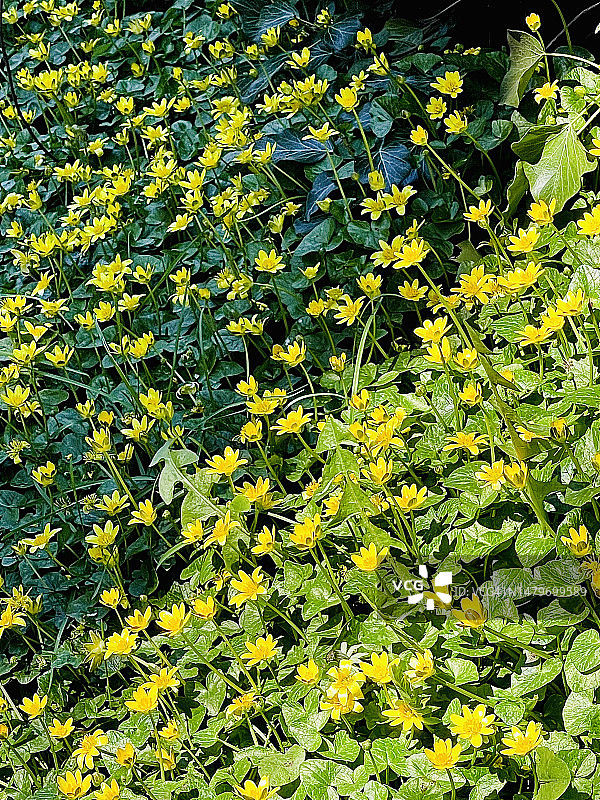 小毛茛，黄花特写图片素材