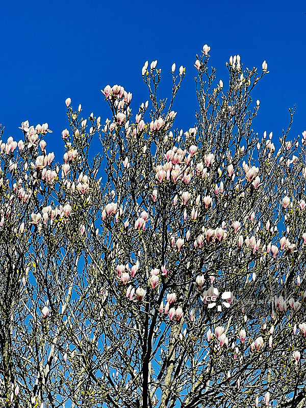 玉兰树特写，花朵盛开图片素材