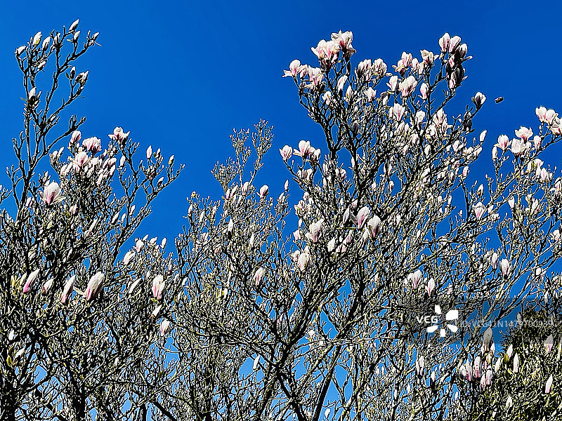 玉兰树特写，花朵盛开图片素材