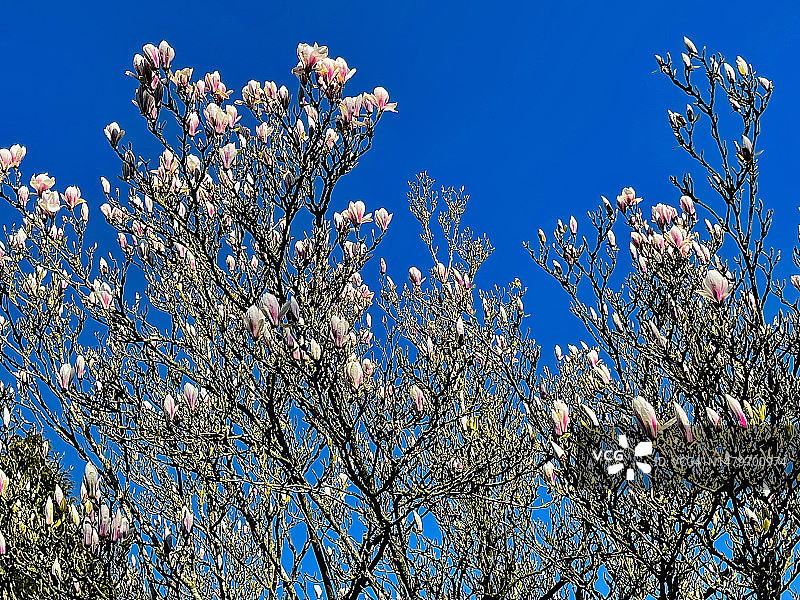 玉兰树特写，花朵盛开图片素材