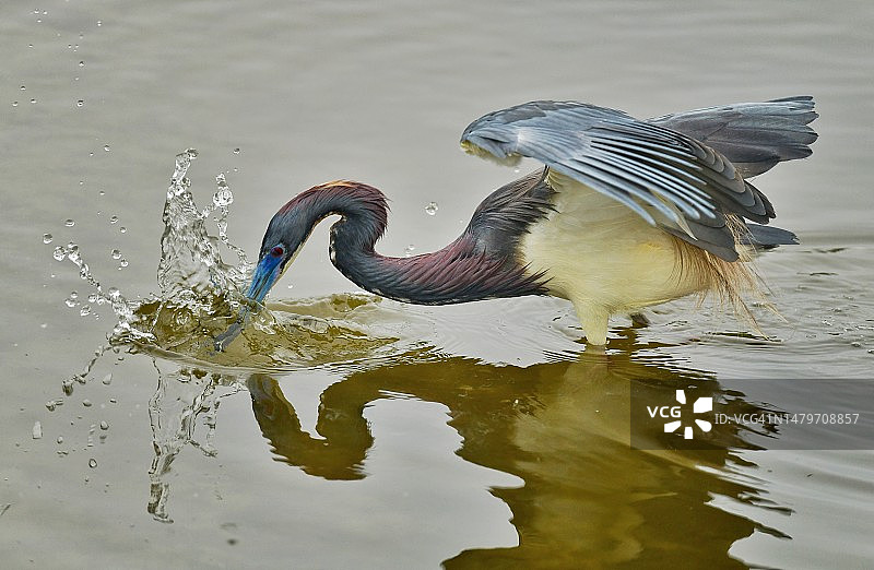 交配季节的大蓝鹭正在捕猎图片素材