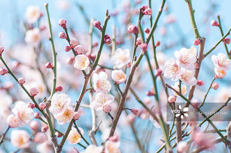 梅花和花蕾图片素材