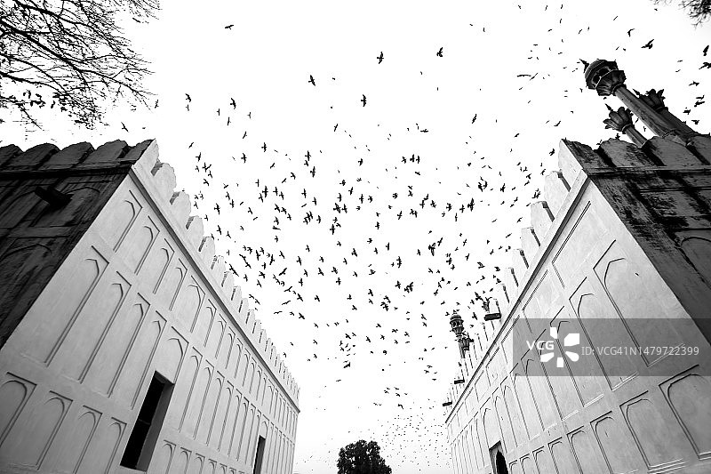 天空中的鸽子图片素材