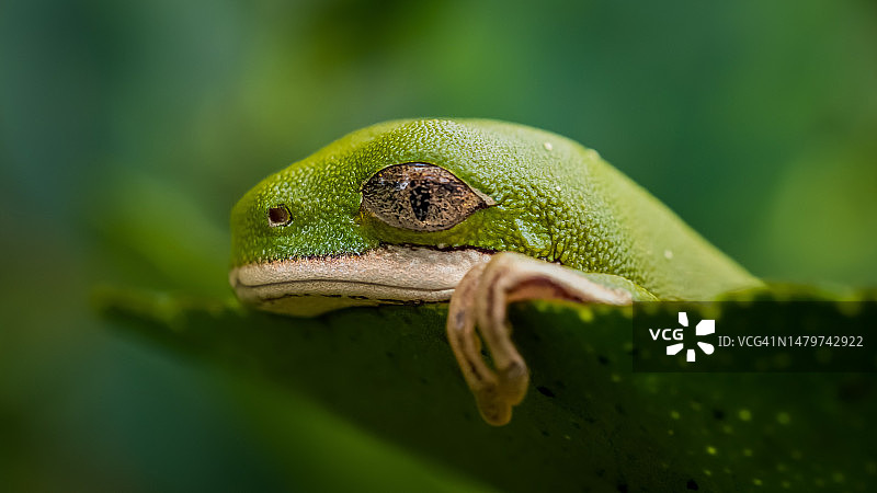 欧洲树蛙在树叶上的特写图片素材
