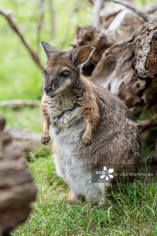 墨尔本袋鼠特写，维多利亚，澳大利亚图片素材