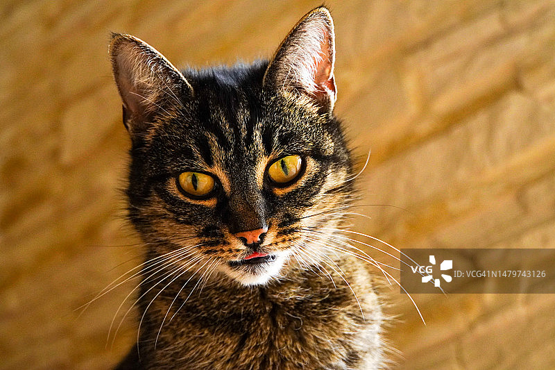 猫的特写肖像，波兰雷布尼克图片素材