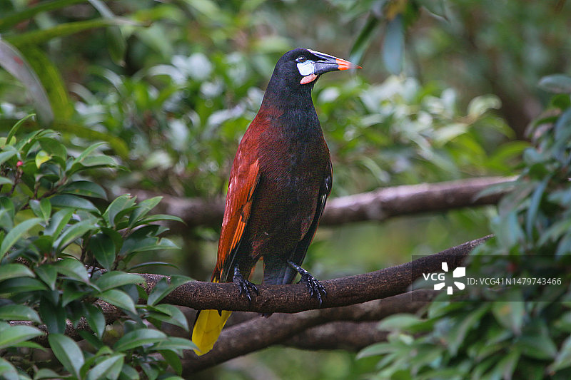 哥斯达黎加，栖息在树枝上的热带雀鸟特写图片素材