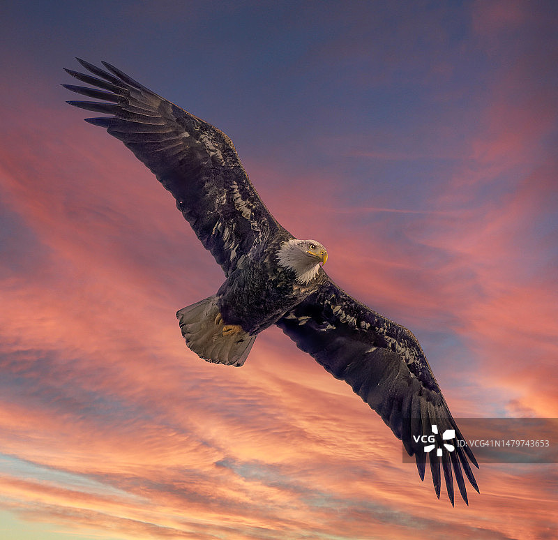 日落时分，低角度拍摄的秃鹰在天空飞翔图片素材