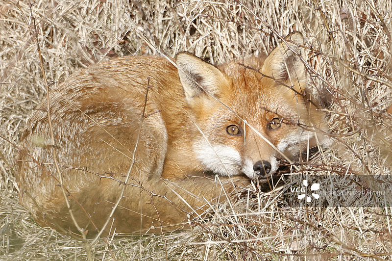 红狐在田野上特写图片素材