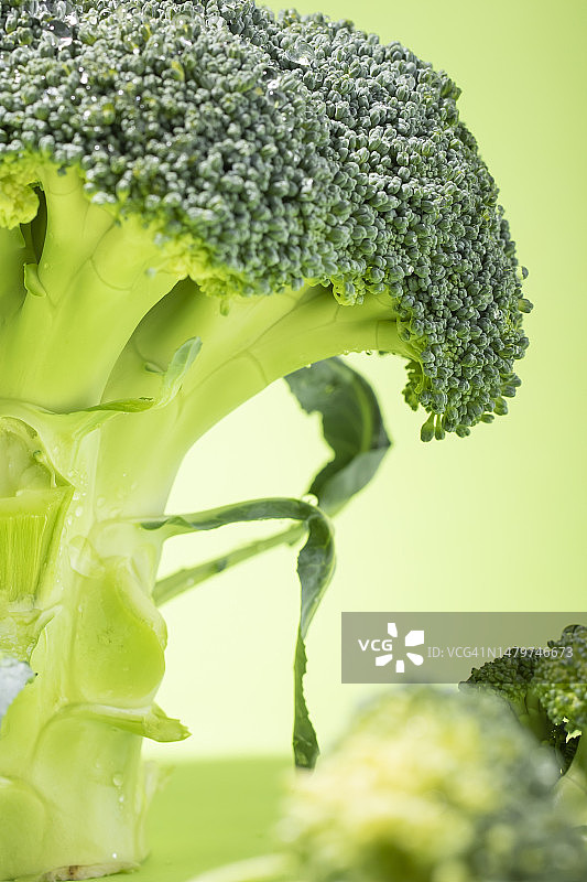 中国产西兰花特写，白色背景图片素材