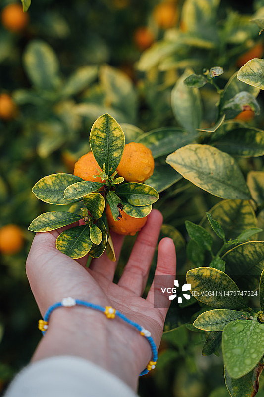 年轻女子采摘橘色金桔图片素材