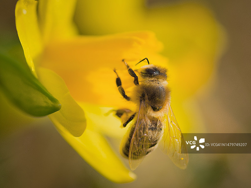 捷克共和国水仙花中的蜜蜂图片素材