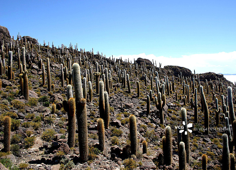 玻利维亚乌尤尼盐沼中佩斯卡多岛的盐海景观美图图片素材