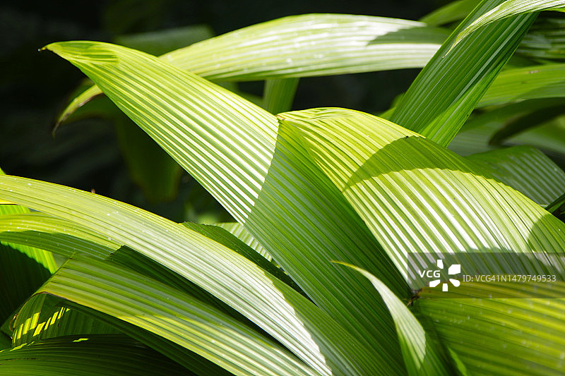 巴西里约热内卢州绿色植物纹理背景图片素材