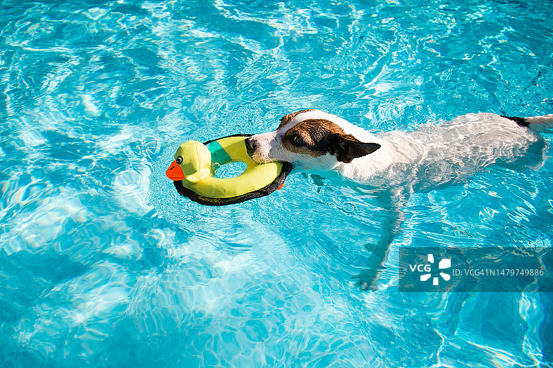 女人漂浮在不列颠哥伦比亚省基洛纳的游泳池中图片素材