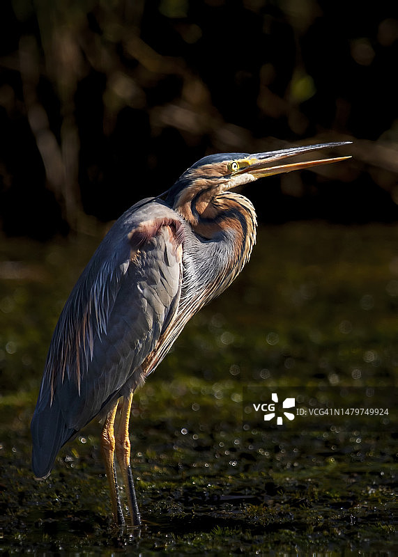 户外栖息的苍鹭特写，埃及图片素材