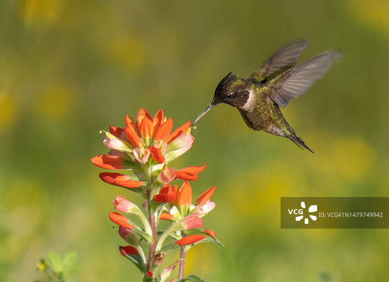 安娜蜂鸟在花旁飞舞，德克萨斯州，美国图片素材