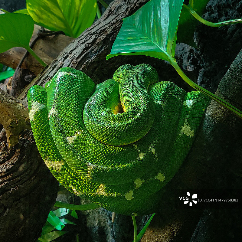 英国伦敦动物园公园树上的蟒蛇高角度视图图片素材