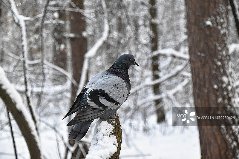 俄罗斯乌利察别列戈瓦亚雪树上的鸽子特写图片素材