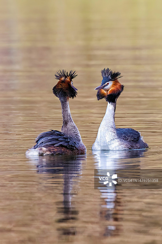 比利时红寺院雌性绿头鸭图片素材
