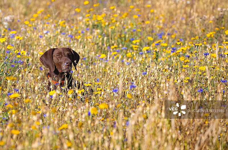 坐在英国田野里的德国短毛犬肖像图片素材