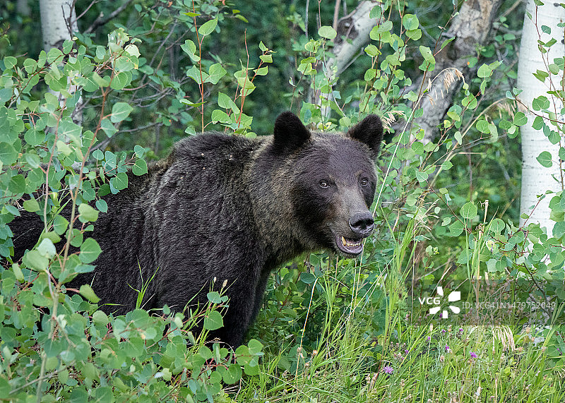 棕色灰熊站在田野上的侧面影像，冰川国家公园，蒙大拿州，美国图片素材