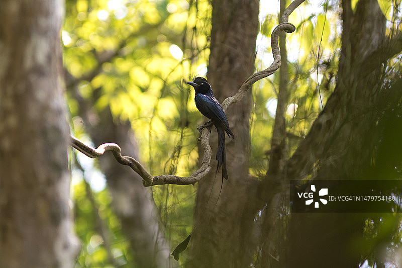 鸣禽栖息在树上（吉大港，孟加拉国）图片素材