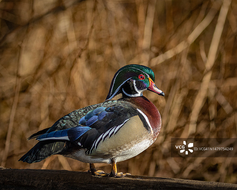 加拿大本拿比湖：栖息在木头上的鸭子特写图片素材