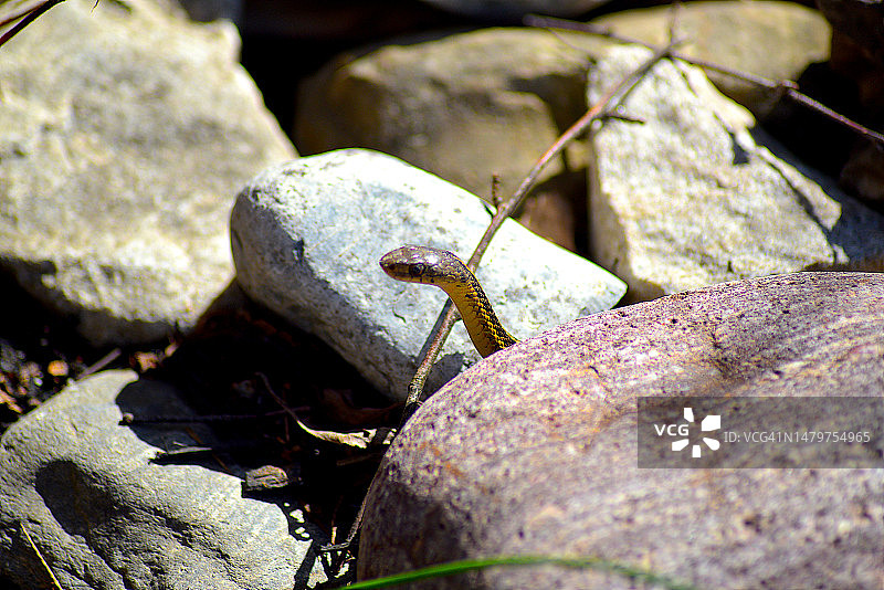 东方束带蛇图片素材