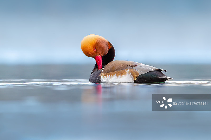中国，湖中游泳的海鸭特写图片素材