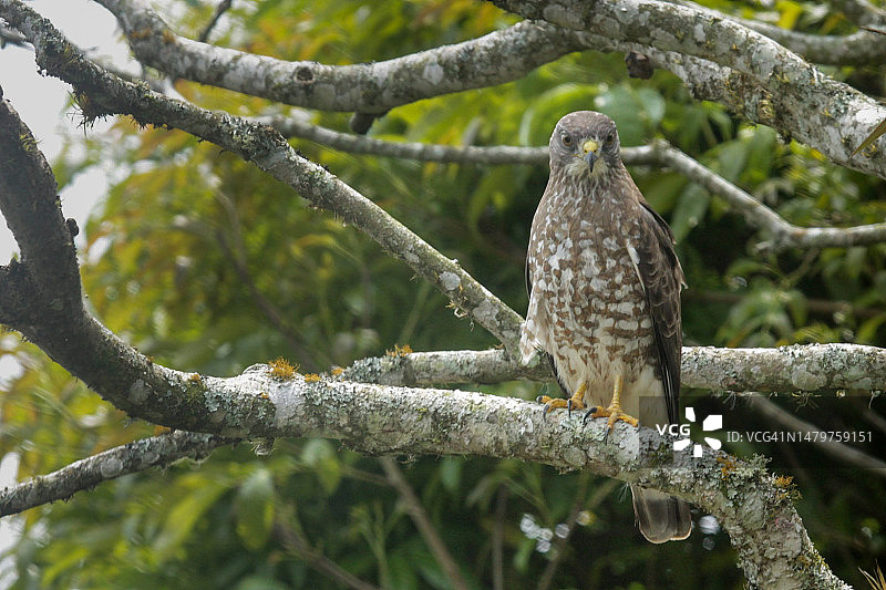 哥斯达黎加：猫头鹰栖息在树上的低角度视图图片素材