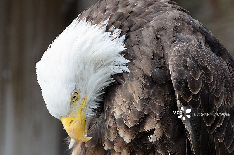 鸟类特写图片素材