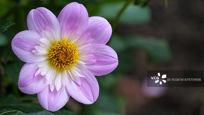 谢珀顿维多利亚州粉色花朵特写图片素材