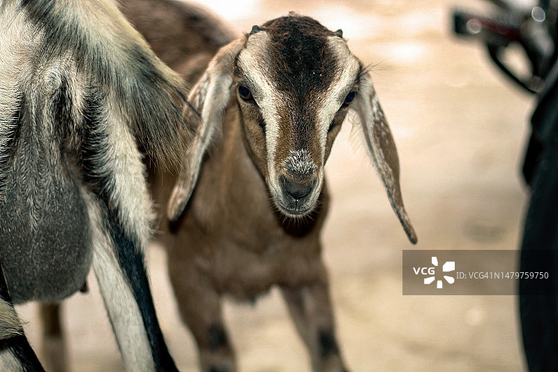 孟加拉国，有角的山羊站在粉红色和白色背景的墙边图片素材