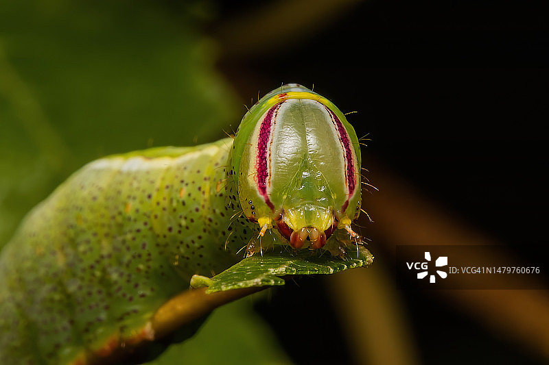 植物上的昆虫特写，加拿大图片素材