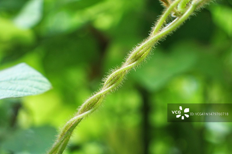 新鲜的绿色植物特写图片素材