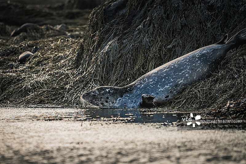冰岛湖泊特写图片素材