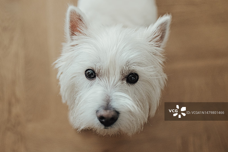 西高地白梗图片素材