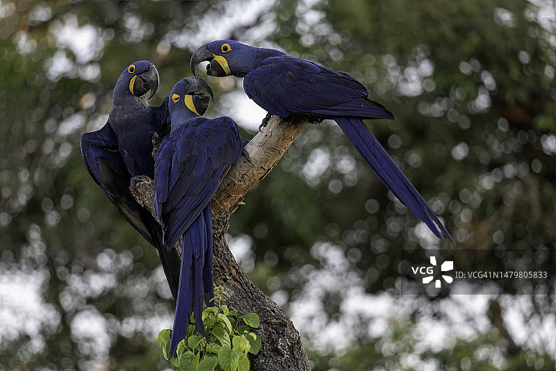 金刚鹦鹉一家图片素材