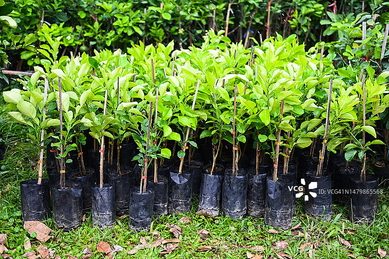 柚子树苗，用于种植的土壤苗袋中的柚子幼苗图片素材