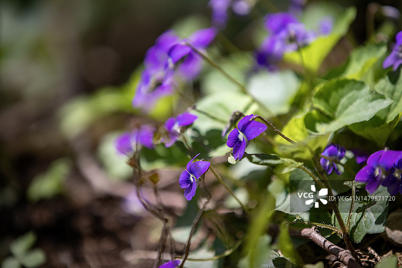 风中的香堇菜图片素材