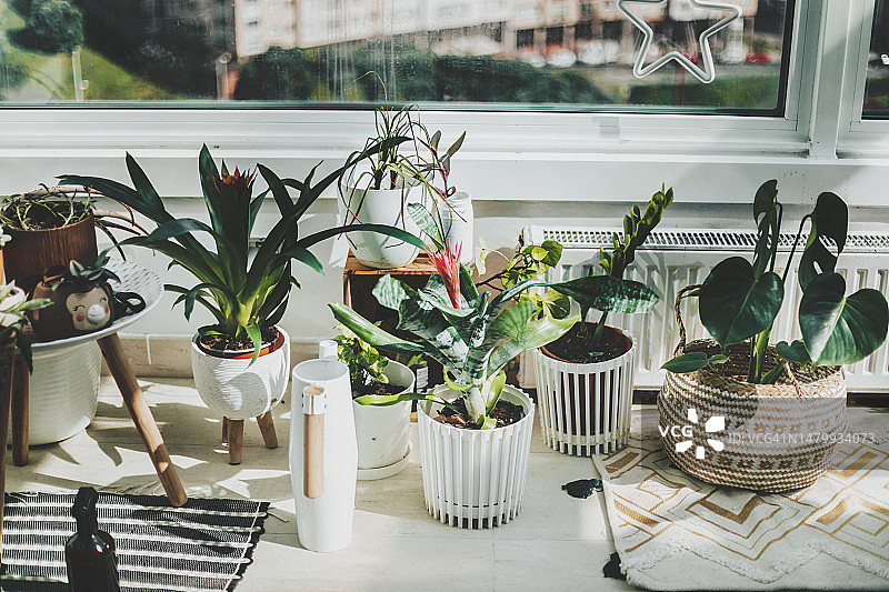 白色花盆中窗户附近的室内植物图片素材