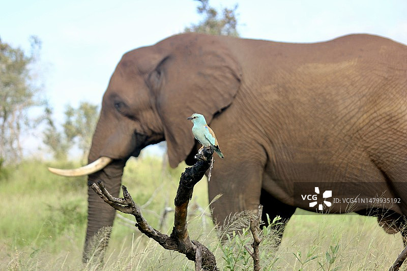 戴胜鸟与大象图片素材