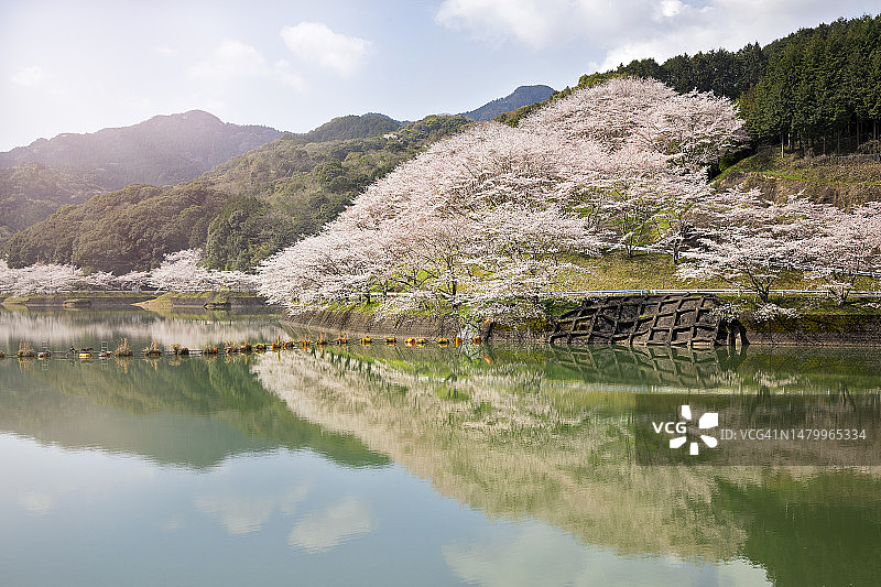 水坝边的成排樱花树与倒影图片素材