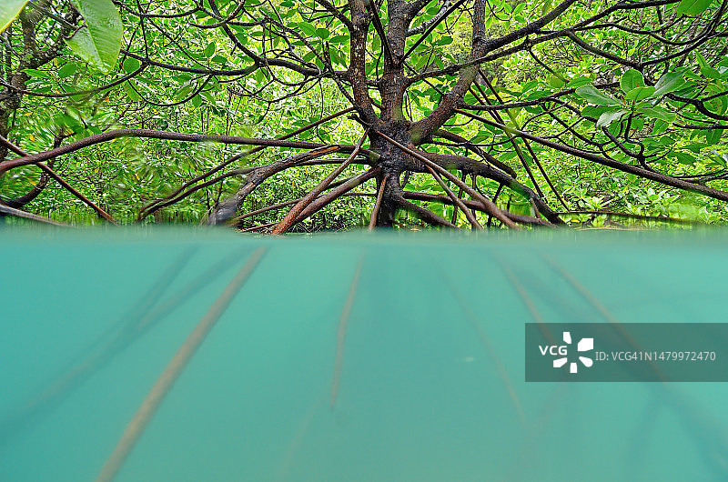 水下的红树林根图片素材