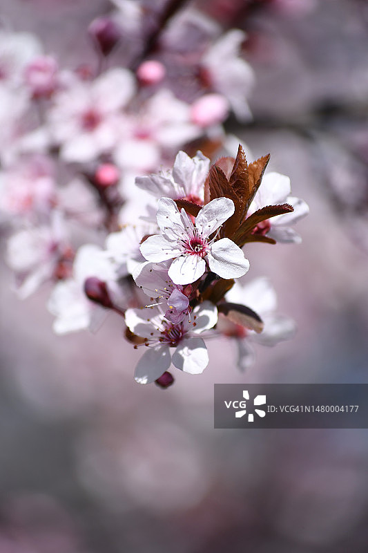 春天鲜花盛开图片素材