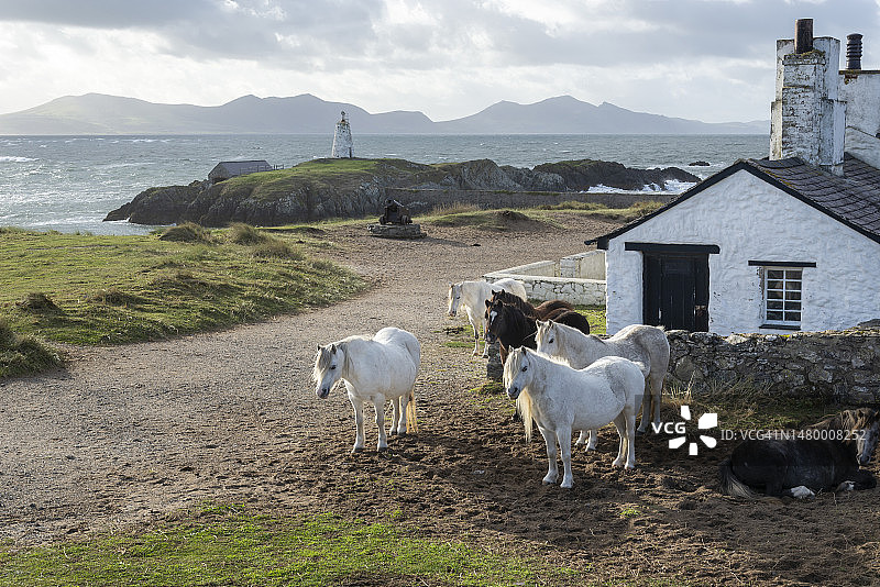 兰德温岛安格尔西岛北威尔士的飞行员小屋图片素材