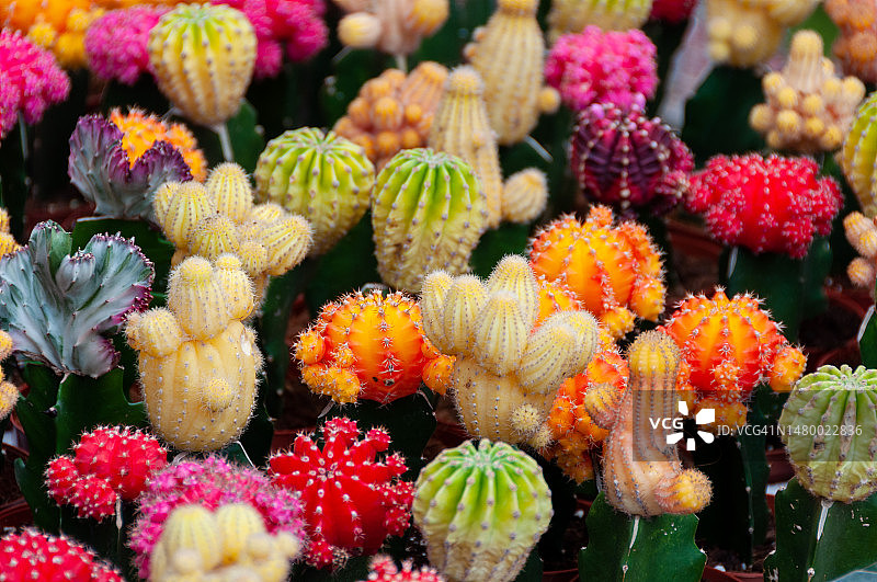 仙人掌图片素材