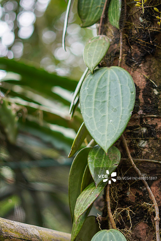 树上的爬山虎或匍匐榕图片素材