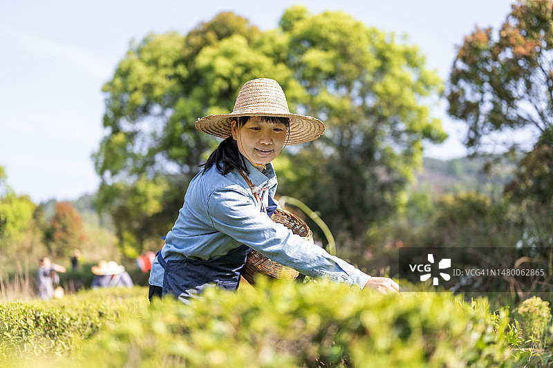 亚洲女性在有机茶园采茶图片素材